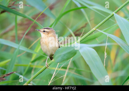 Phragmite des joncs (Acrocephalus schoenobaenus) dans l'habitat. Le ministère verse aussi des marais. Réserve Norfolk Wildlife Trust. Le Norfolk. L'Angleterre. UK. Banque D'Images