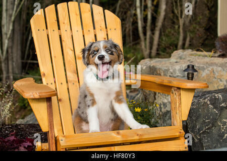 Trois mois chiot Berger Australien Bleu Merle, Luna, assise dans une chaise de patio en bois à Sammamish, Washington, USA Banque D'Images