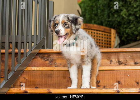 Trois mois chiot Berger Australien Bleu Merle, Luna, debout sur l'escalier de son nouveau pont à Sammamish, Washington, USA Banque D'Images