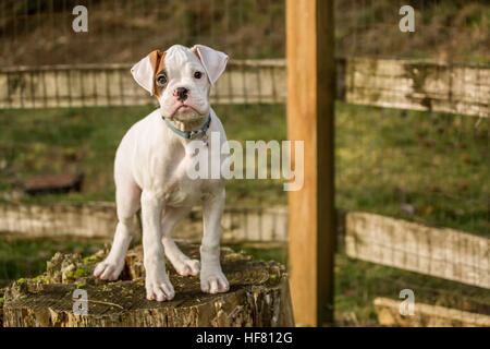 Neuf semaines chiot boxer, essieu, debout sur une souche d'arbre dans son jardin à Issaquah, Washington, USA Banque D'Images