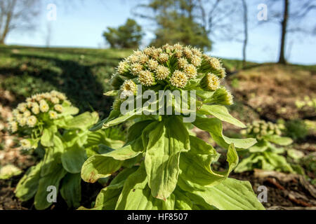 Germe de fleurs depuis un sol, Petasites japonicus, butterbur ou fuki géant japonais, début du printemps Banque D'Images