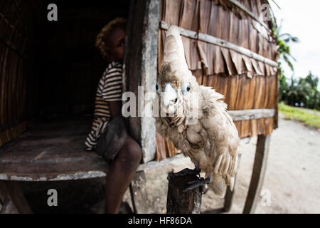 Une endémie Solomons (Cacatua ducorpsii cacatoès) se tient sur un perchoir dans un village éloigné des Îles Salomon. Banque D'Images