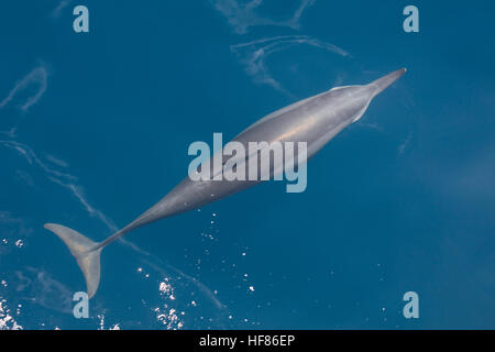 Un dauphin à long bec (Stenella longirostris) nage dans l'océan Pacifique tropical. Ces cétacés sont connus pour leurs acrobaties. Banque D'Images