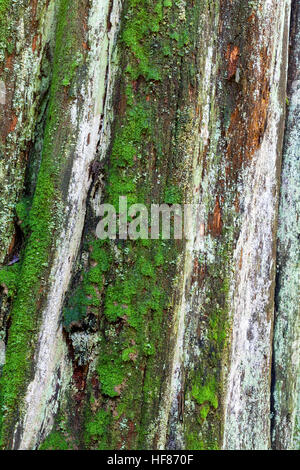 De plus en plus de mousse et de Lichen sur une souche d'arbre cèdre en décomposition Banque D'Images