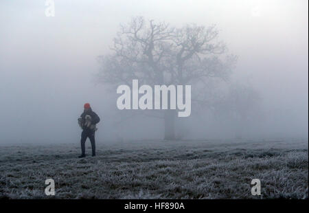 Un chien walker dans le brouillard et le gel dans le grand parc de Windsor dans le Berkshire. Banque D'Images