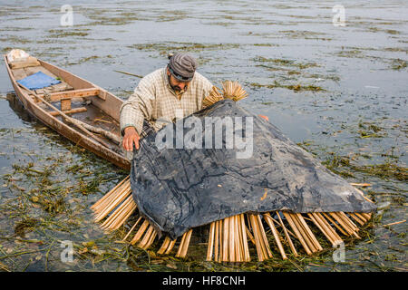 28 décembre 2016 - Srinagar, Jammu-et-Cachemire, l'Inde - les pêcheurs du Cachemire holding des harpons, couverts par des couvertures, d'attendre dans leurs bateaux de pêche dans le lac partiellement gelé Anchar à Srinagar, au Cachemire, en Inde. Une technique employée pour les pêcheurs au Cachemire pour pêcher dans le lac Anchar au Cachemire est Tchay-e- gard shikar (pêche fantôme). Dans cette technique le pêcheur camoufler leur présence par la création d'un refuge sûr pour les poissons en formant refuge de roseaux sur eux. Tandis que d'autres créent des ondes de choc dans le lac en battant l'eau, les forçant à se réfugier sous ces couvertures Banque D'Images