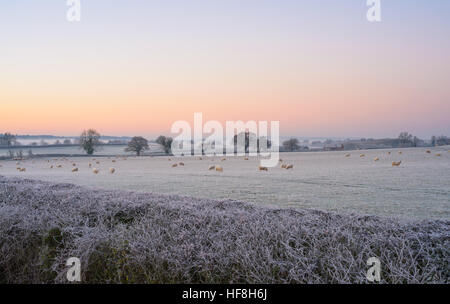 Près de Warwick, Warwickshire, Royaume-Uni, le 29 mai 2016, des moutons paissant dans un champ sur un matin glacial hivers frais avec une température de -6ºC. © Dan Tucker/Alamy Live News Banque D'Images