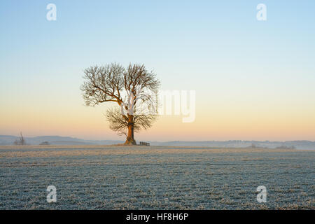 Près de Warwick, Warwickshire, UK, le 29 Dec 2016, arbre isolé dans un champ sur un matin glacial hivers frais avec une température de -6ºC. © Dan Tucker/Alamy Live News Banque D'Images