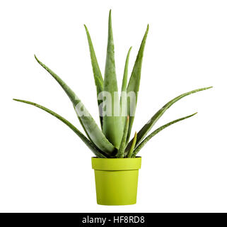 Fermer l'usine de Vera d'Aloès, utilisé pour la phytothérapie, sur pot vert jaune isolé sur fond blanc. Banque D'Images