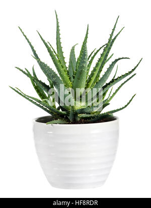 L'usine de Vera d'Aloès succulentes sur pot blanc isolé sur fond blanc. Banque D'Images