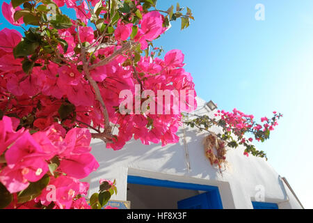 Belle plante avec des bougainvilliers maison blanche sur fond de ciel bleu dans l'île de Santorin, Oia, Grèce Banque D'Images