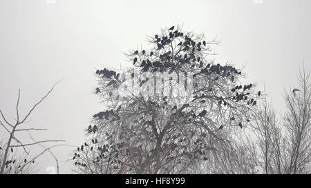 Nuée d'oiseaux au décollage d'un arbre, une volée de corbeaux oiseau noir arbre sec. Banque D'Images