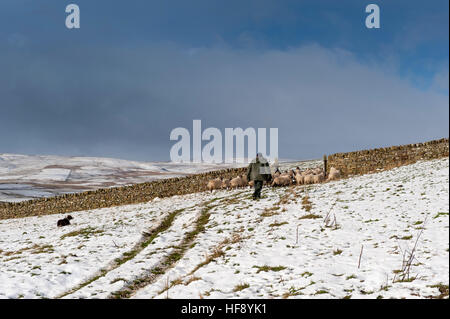 En berger des brebis par une porte, les déplaçant avec un chien de berger dans la neige, la région de Teesdale, UK. Banque D'Images