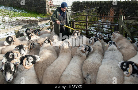 Lecture des étiquettes d'identification électronique des agriculteurs d'un mouton à l'aide d'un stick reader. Durham Co., Royaume-Uni. Banque D'Images