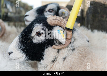 Lecture des étiquettes d'identification électronique des agriculteurs d'un mouton à l'aide d'un stick reader. Durham Co., Royaume-Uni. Banque D'Images