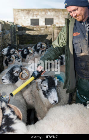 Lecture des étiquettes d'identification électronique des agriculteurs d'un mouton à l'aide d'un stick reader. Durham Co., Royaume-Uni. Banque D'Images