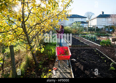 Une femme d'âge moyen l'élagage un pommier sur son jardin d'attribution à la mi-novembre, UK Banque D'Images