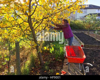Une femme d'âge moyen l'élagage un pommier sur son jardin d'attribution à la mi-novembre, UK Banque D'Images