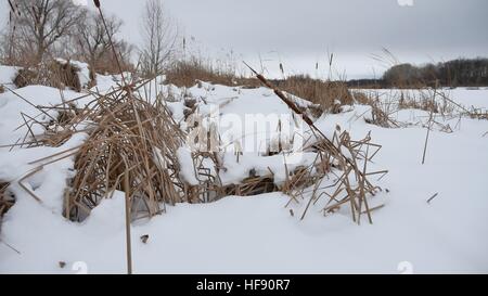 De l'herbe sèche dans la neige sur une rivière roseaux magnifique paysage hivernal Banque D'Images