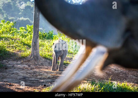 Les éléphants de Sumatra Bukit Barisan National Park, de l'Indonésie. Banque D'Images
