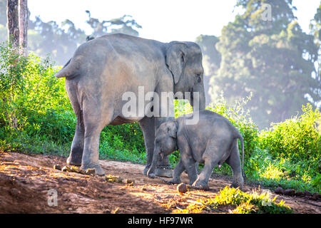 Les éléphants de Sumatran dans le parc national de Bukit Barisan Selatan, Sumatra, Indonésie. Banque D'Images