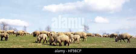Troupeau de moutons, Windeck, Rhénanie du Nord-Westphalie Banque D'Images