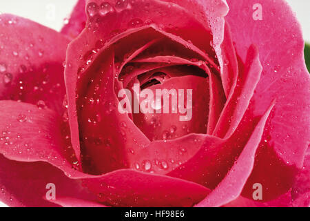 Red Rose (Rosa) couverts dans les gouttelettes d'eau, gros plan Banque D'Images