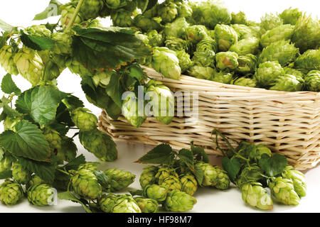 Panier de houblon (Humulus) Banque D'Images