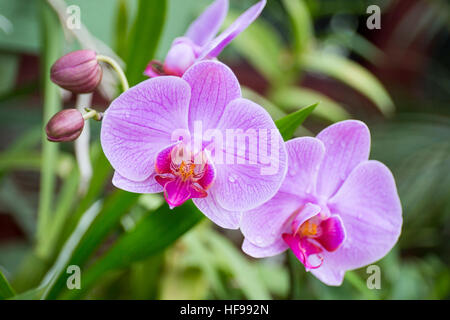 Orchidée en fleurs dans le jardin botanique, (Orchidaceae), Kandy, orchidée, Sri Lanka, Asia Banque D'Images