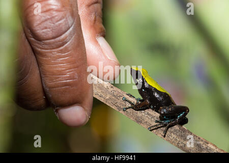 Belle petite grenouille jaune et noir endémique Mantella Mantella laevigata (escalade), espèce d'amphibiens de la famille Mantellidae. Parc national de Par Banque D'Images