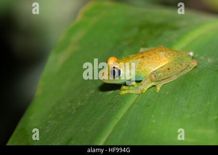 Aux yeux brillants vert grenouille, (Boophis viridis), est une espèce de grenouille de la famille des Mantellidae endémique à Madagascar. Le Parc National Andasibe, Madagascar wi Banque D'Images