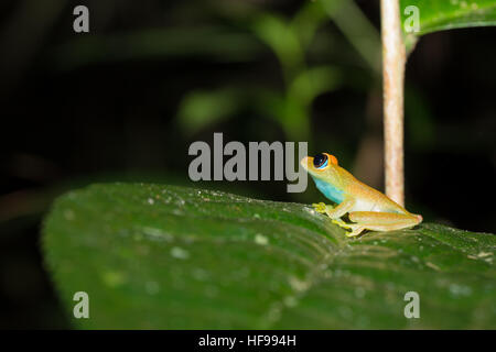 Aux yeux brillants vert grenouille, (Boophis viridis), est une espèce de grenouille de la famille des Mantellidae endémique à Madagascar. Le Parc National Andasibe, Madagascar wi Banque D'Images