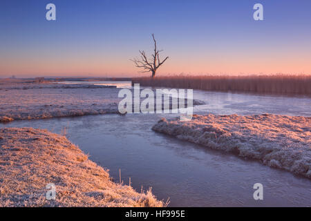 L'hiver dans un paysage de polders hollandais avec un arbre solitaire au lever du soleil. Banque D'Images