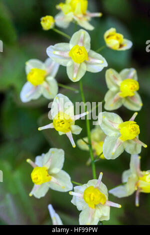 Epimedium versicolor 'Sulphureum', jaune Barrenwort Banque D'Images