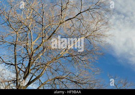 Les arbres sans feuilles et le ciel Banque D'Images