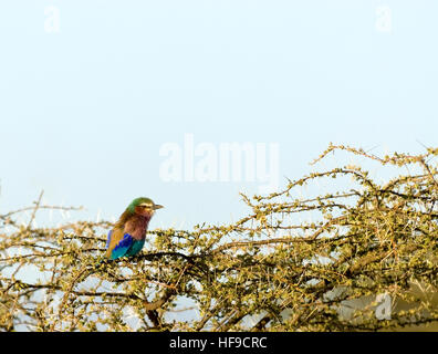 Lilac-breasted roller sur branch Banque D'Images