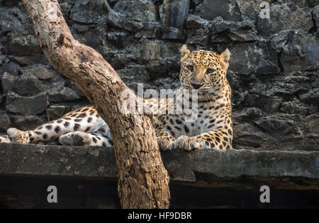 Indien mâle leopard dans son enclos au zoo un indien. Banque D'Images