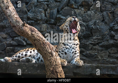 Leopard indien mâle bâille dans son enclos au zoo un indien. Banque D'Images