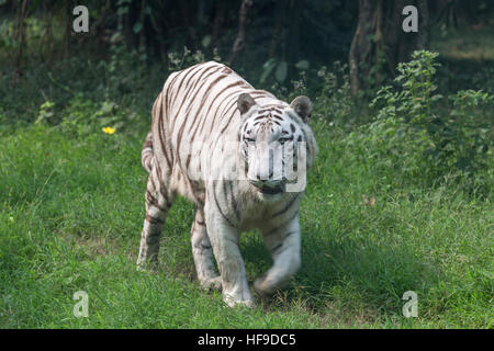 Tigre indien blanc promenades à travers une prairie ouverte à une réserve de tigres en Inde. Banque D'Images