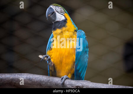 Bleu Jaune macaw bird tenir de la nourriture dans ses griffes dans un zoo en Inde. Banque D'Images
