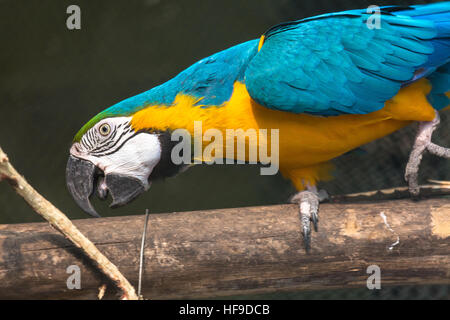 Ara bleu jaune oiseau sur un sanctuaire d'oiseaux à Kolkata, Inde. Banque D'Images