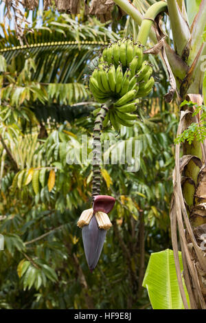 La fleur de la banane avec de petites bananes en unripes village de Masoala à Madagascar Banque D'Images