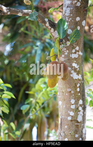 Jacquier (Artocarpus heterophyllus), également connu sous le nom de jack tree, jakfruit, ou parfois simplement jack. Maroantsetra Madagascar Banque D'Images