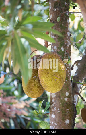 Jacquier (Artocarpus heterophyllus), également connu sous le nom de jack tree, jakfruit, ou parfois simplement jack. Maroantsetra Madagascar Banque D'Images