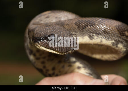 Big Snake, Malgache madagascar tree boa (Sanzinia madagascariensis ) boa non venimeuse espèce endémique à l'île de Madagascar. Montagne d'Ambre Nat Banque D'Images