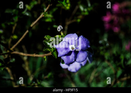 Fleur de jasmin de l'Amérique avec des gouttes de rosée du matin Banque D'Images