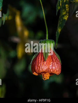 Abutilon pendaison fleur isolée sur un fond vert foncé Banque D'Images