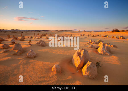 Le Désert des Pinnacles dans le Parc National de Nambung, dans l'ouest de l'Australie. À la lumière d'un soleil couchant. Banque D'Images