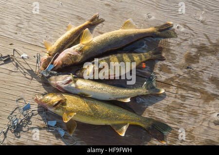 4 Le doré jaune et la perchaude 1 poisson pris lié par un stringer et posé sur le dock en bois par le pêcheur Banque D'Images