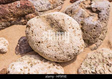 Corail mort, forme de fleurs à Kalim Bay, Phuket, Thaïlande. Banque D'Images